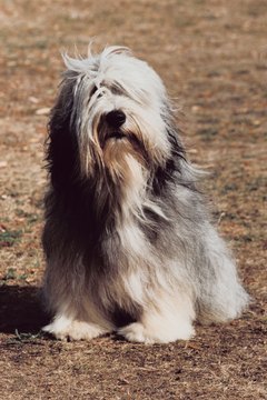 Jupiterimages/Photos.com/Getty Images That bushy coat requires frequent brushing to prevent mats.