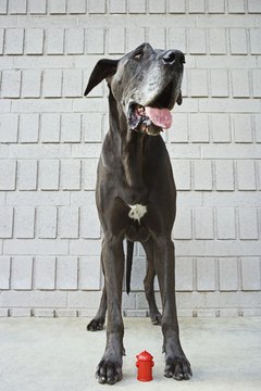 Brand X Pictures/Brand X Pictures/Getty Images "Where's that doggy bowl?"
