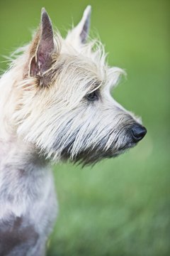 DailyPuppy article image