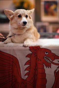 Dan Kitwood/Getty Images News/Getty Images Face it, I'm adorable.
