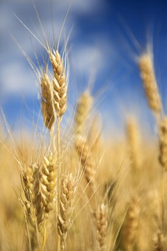 Jupiterimages/Comstock/Getty Images You can trade wheat, live cattle and coffee through commodity futures contracts.