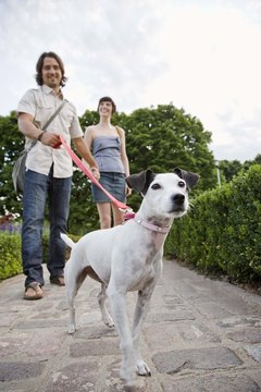 Jupiterimages/Comstock/Getty Images Dogs should walk calmly by their owner's side when on a leash.