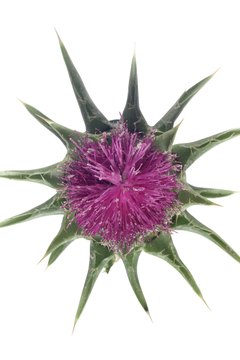 Purple Thistle flower.