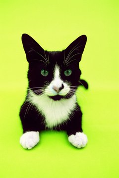 George Doyle/Stockbyte/Getty Images Feline coronavirus occasionally leads to gastrointestinal discomfort.