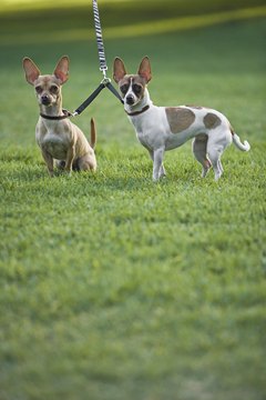 DailyPuppy article image