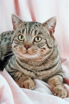 Jupiterimages/Photos.com/Getty Images American shorthair cats are known for being patient, loving and affectionate.