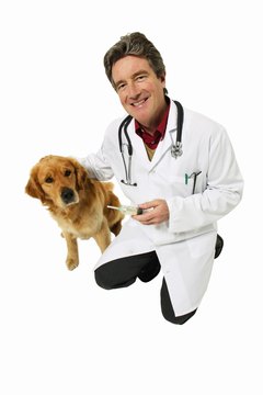 George Doyle & Ciaran Griffin/Stockbyte/Getty Images Allergy testing lets your veterinarian develop a custom treatment for your dog.