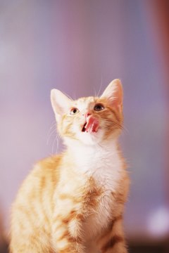 Brand X Pictures/Brand X Pictures/Getty Images Cats lick the ones they love.