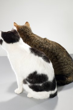 Michael Blann/Lifesize/Getty Images A new cat in the home can trigger territorial conflict.