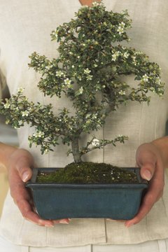 Offer a simple bonsai to represent wishes of peace and harmony.