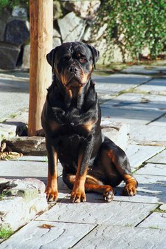 Jupiterimages/Photos.com/Getty Images Rottweilers look tough, but sometimes looks are deceiving.