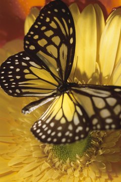 Teach your little ones why pollination is important.
