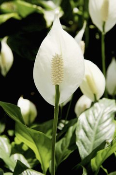 Medioimages/Photodisc/Photodisc/Getty Images The peace lily can be deadly to dogs and cats.