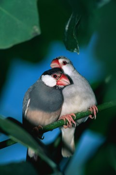 Stockbyte/Stockbyte/Getty Images Finches eat the same seeds as parkeets.
