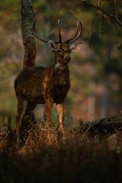 What Causes a Deer Antler to Turn Black? | Animals - mom.me