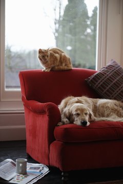 Janie Airey/Lifesize/Getty Images Calming aids can ease transitions, such as the introduction of a new pet.