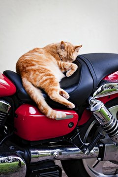 How to Keep Cats Off Motorcycle Seats | Animals - mom.me