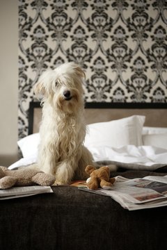 Janie Airey/Lifesize/Getty Images Rotating toys can help keep things interesting for your buddy during the day.