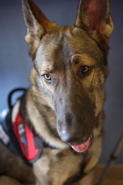 Scott Olson/Getty Images News/Getty Images Service dogs provide independence for some people with disabilities.