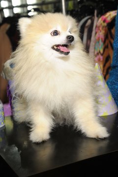 Jamie McCarthy/Getty Images Entertainment/Getty Images A Pomeranian's coat can be beautiful when properly groomed.