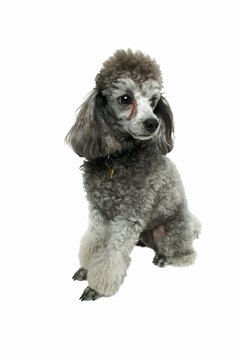 Types Of Haircuts For A Toy Poodle Pets