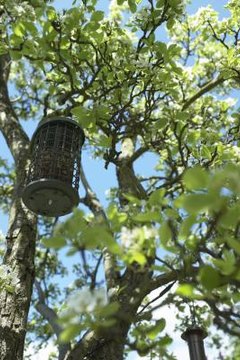 Diy Wire Mesh Tube Bird Feeder Animals Mom Me