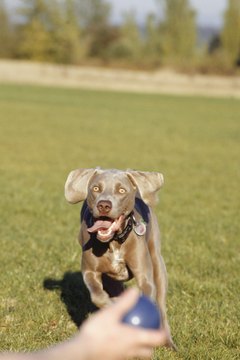 Ryan McVay/Photodisc/Getty Images Exercising your pooch helps him calm down.