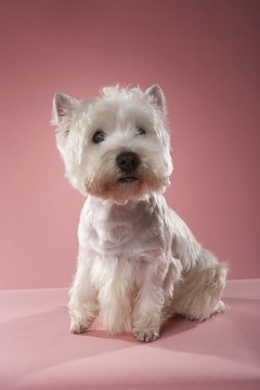 Haircuts For Westie Dogs Pets