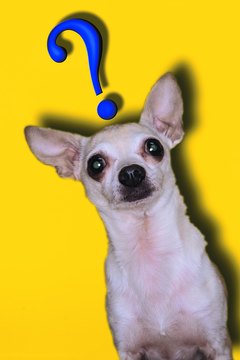 Photodisc/Photodisc/Getty Images If you're confused, imagine how Fido feels.