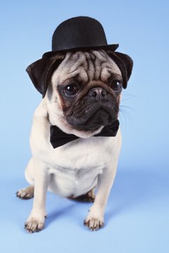 Digital Vision./Digital Vision/Getty Images The little stud could be spraying to attract a lady friend.
