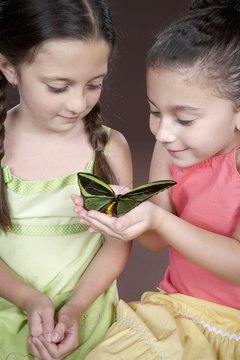 Young learners can discover the wonder of the insect world.