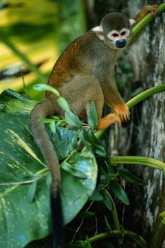 Studies of the squirrel monkey's adaptation to human encroachment make excellent dissertations.