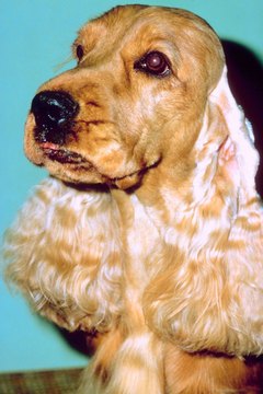 Jupiterimages/Photos.com/Getty Images Eye discharge is more apparent on buff-colored cocker spaniels than on brown or black ones.