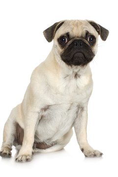 Jupiterimages/Photos.com/Getty Images Don't ignore your pooch's scooting behavior.