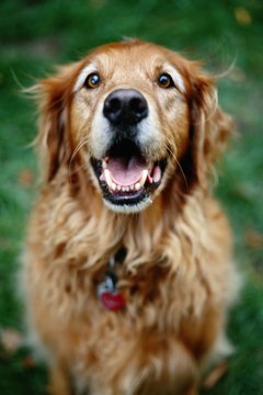 Ryan McVay/Photodisc/Getty Images Adopt me! And don't forget the grooming brush.