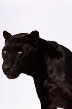 What Do Black Panther Cats Eat Animals Momme