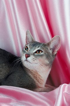 Jupiterimages/Photos.com/Getty Images Treatment of intestinal cancer depends on location and type of cancer.