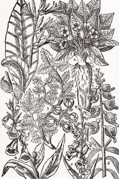 Photos.com/Photos.com/Getty Images Botanical illustrators work as lecturers, teachers, freelancers and scientific illustrators with museums.