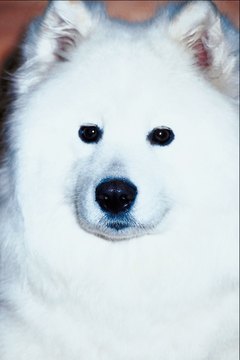 Jupiterimages/Photos.com/Getty Images Keeping this white dog white requires weekly grooming.