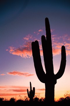 Saguaro National Park, Arizona