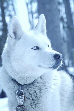 Hemera Technologies/AbleStock.com/Getty Images This healthy husky shows no evidence of alopecia X.