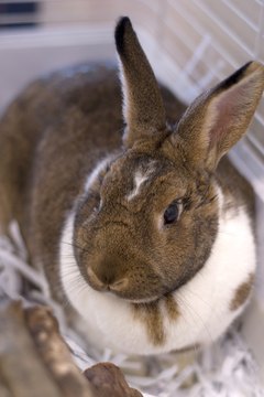 Jupiterimages/Photos.com/Getty Images Cat litters can be extremely hazardous to rabbits.