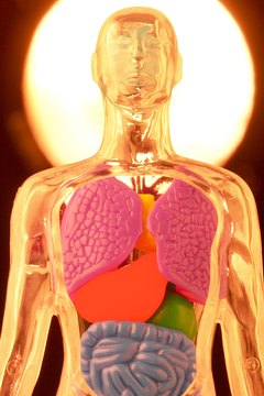 Dynamic Graphics/Dynamic Graphics Group/Getty Images Intestinal parasites feed mainly off of sugar from carbohydrates.