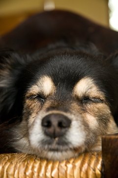 Jupiterimages/Photos.com/Getty Images Your dog will rest soundly on an elevated bed.