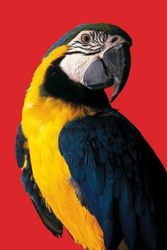 Stockbyte/Stockbyte/Getty Images Keep your parrot healthy with a good diet of pellets and fresh foods.