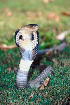 Black Cobra Snake Information Animals Mom Me