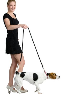 Jupiterimages/PhotoObjects.net/Getty Images Without a leash in his mouth, your puppy will be on to more important things, like walking.