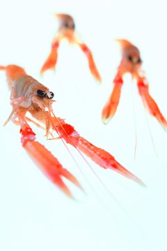 Stockbyte/Stockbyte/Getty Images Crawfish come in a variety of colors.
