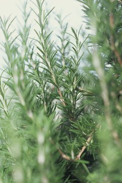 Brand X Pictures/Brand X Pictures/Getty Images Using fresh or dried leaves, you can make a rosemary tea.