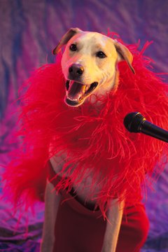Comstock/Comstock/Getty Images Typically, canine actors need a professional agent to get bookings.